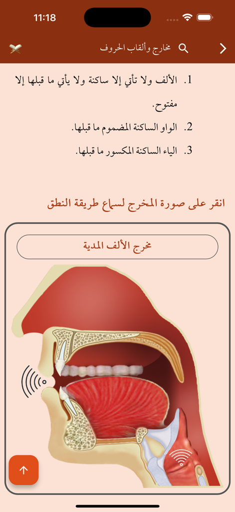 Tarteel - ترتيل - Diagrama anatómico de la boca y la garganta que muestra el punto de articulación de la letra Alif en la aplicación Tarteel Tajweed.