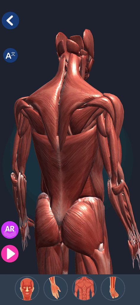 Human Anatomy 3D - Vista posteriore del sistema muscolare 3D nell'app Anatomia Umana 3D.