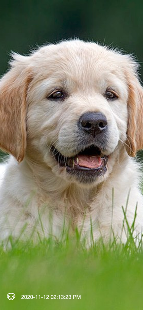 Golden retriever puppy captured by motion detection camera app with timestamp