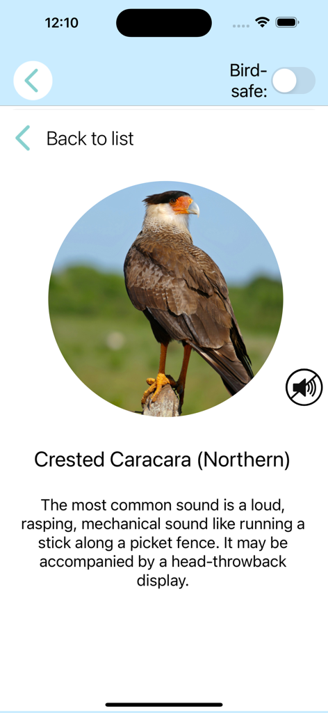 ChirpOMatic Caribbean - Crested Caracara bird profile page in the ChirpOMatic Caribbean app showing photo and sound description