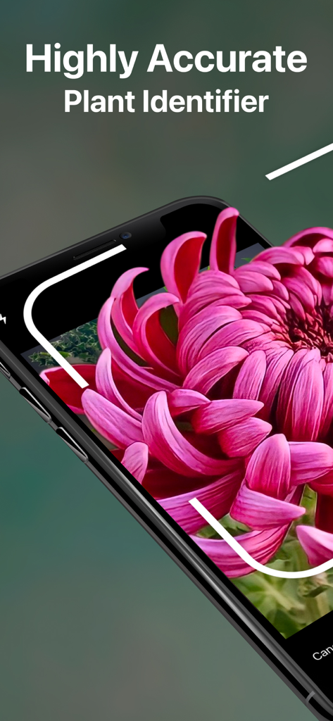 AI Plant Identifier Care Tips - Smartphone screen showing a pink flower being identified with high accuracy by the AI Plant Identifier app