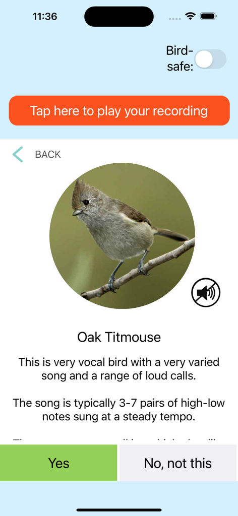 ChirpOMatic - BirdSong USA - Screenshot of ChirpOMatic bird identification screen showing an Oak Titmouse with its song description and a bird safe mode toggle