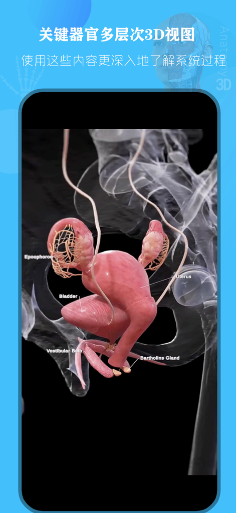 Ein 3D-anatomisches Modell des weiblichen Fortpflanzungssystems mit beschrifteten Organen, einschließlich der Gebärmutter und Blase.