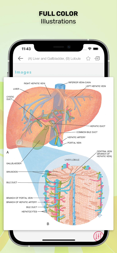 Taber’s Medical Dictionary - Full color anatomical illustration of the liver and gallbladder anatomy in the Tabers Medical Dictionary app
