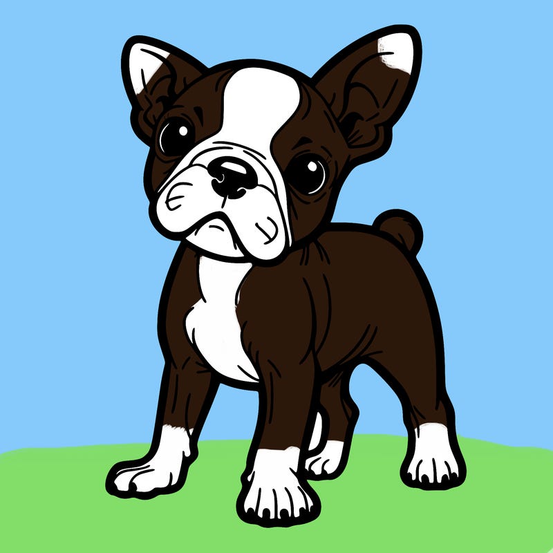 all white boston terrier dog