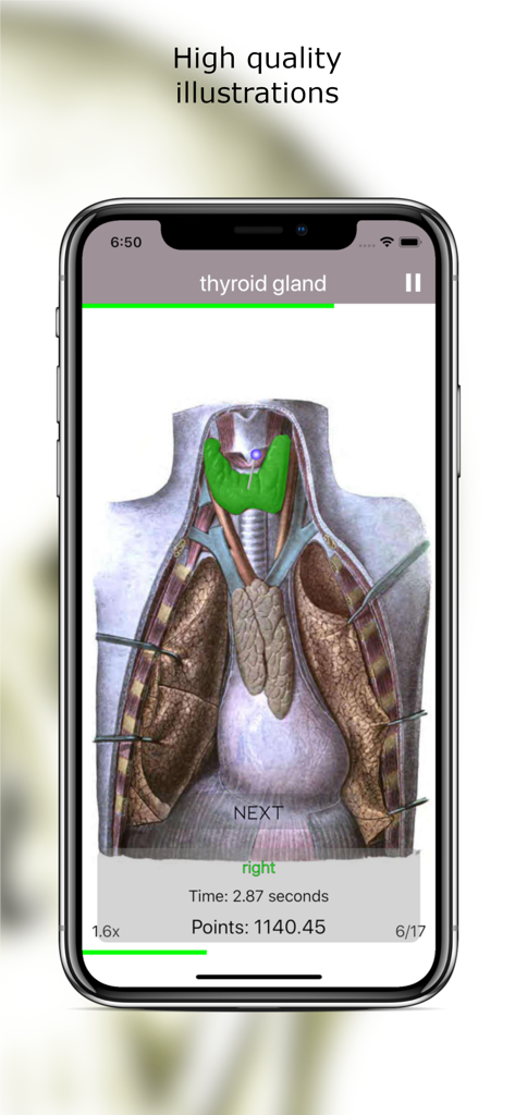 Anatomy Quiz Lite - Anatomy quiz app showing a detailed medical illustration of the thyroid gland highlighted in green for identification.