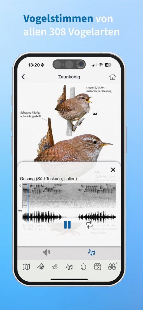 Screenshot dell'app NABU Vogelwelt che mostra i dettagli di identificazione degli uccelli e uno spettrogramma del canto per uno scricciolo.