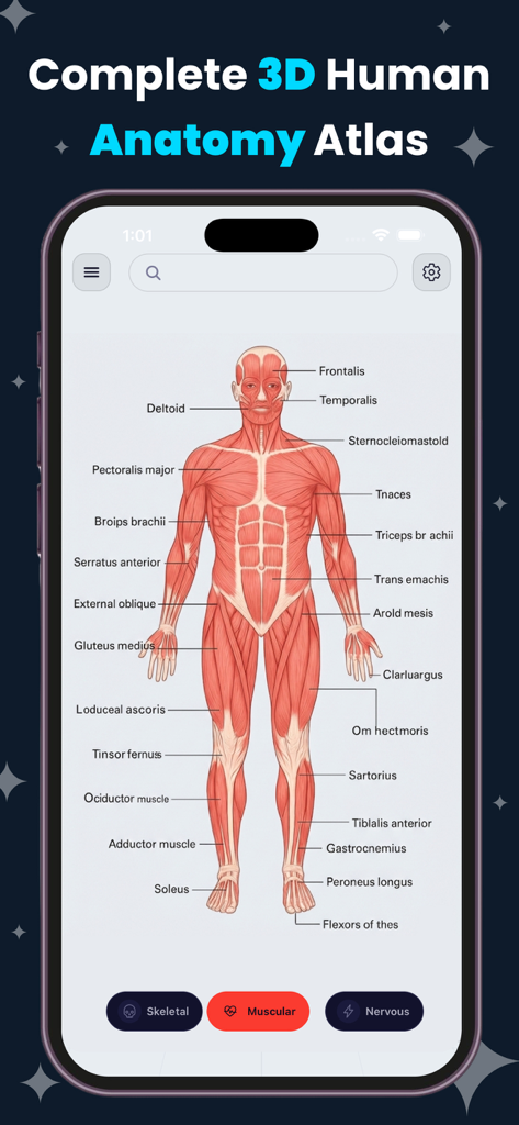 Ein detailliertes 3D-Modell des menschlichen Muskelsystems mit anatomischen Beschriftungen auf einer mobilen App-Oberfläche.
