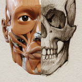 3D Anatomy for the Artist - App Icon
