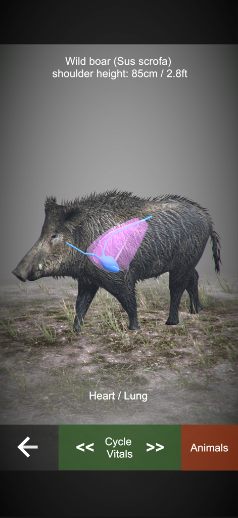 NorneHunt - Visualización 3D de un jabalí mostrando los órganos vitales del corazón y los pulmones en la aplicación NorneHunt