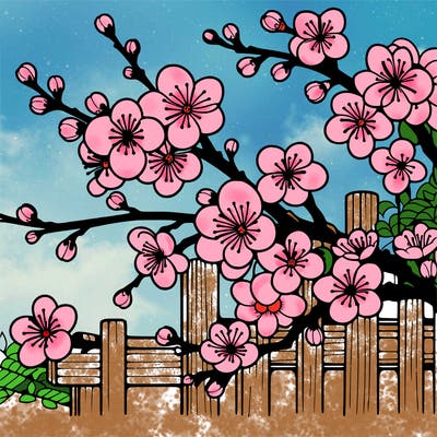 japan cherry blossom