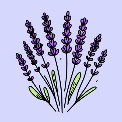 lavender