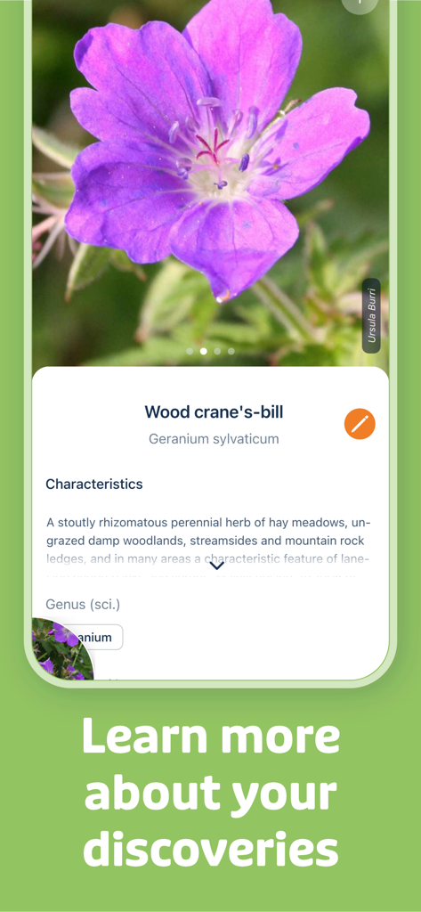 Scheda informativa sull'identificazione della pianta di Geranio del bosco nell'app Flora Incognita
