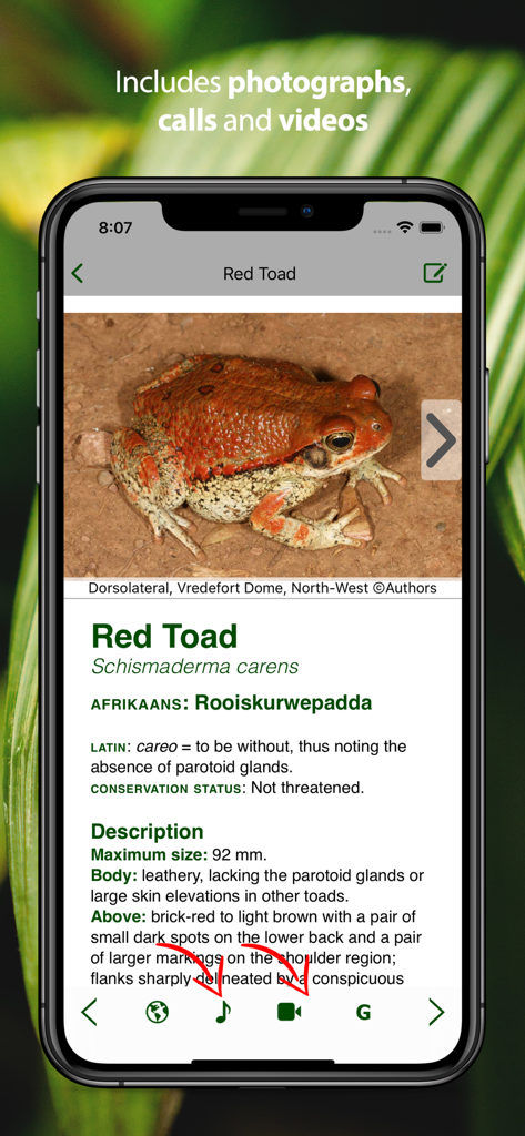 Red Toad species description and photo in the Frogs of Southern Africa app