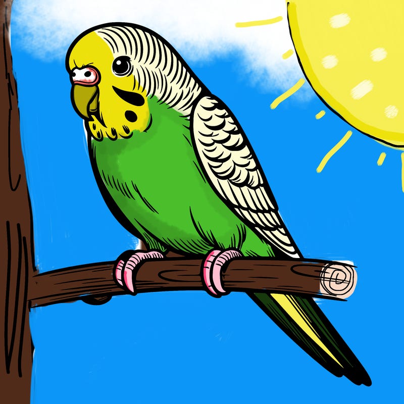 parakeet