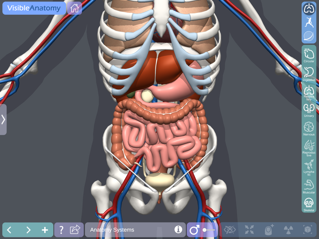 Visible Anatomy - A detailed 3D visualization of the human torso showing the digestive and skeletal systems in the Visible Anatomy app