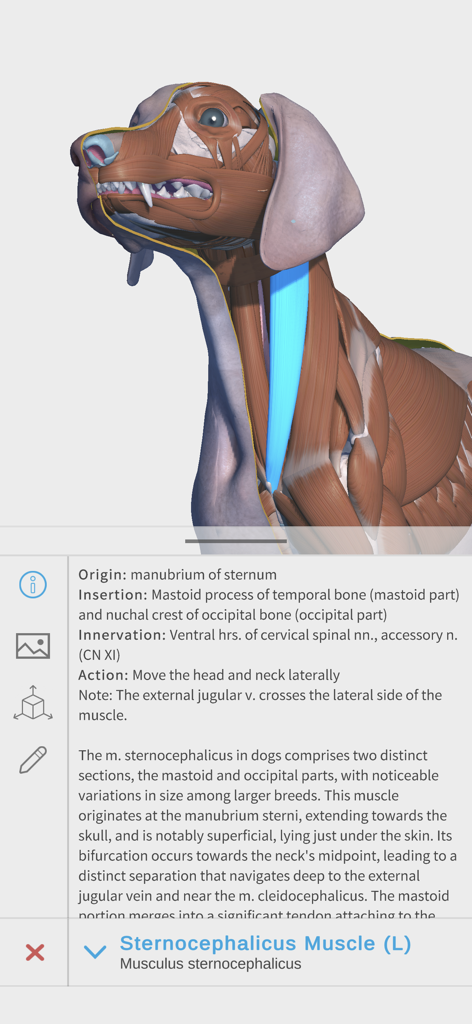 Complete Canine Anatomy 3D - Modelo anatómico 3D de un perro resaltando el músculo esternocleidomastoideo con información médica detallada