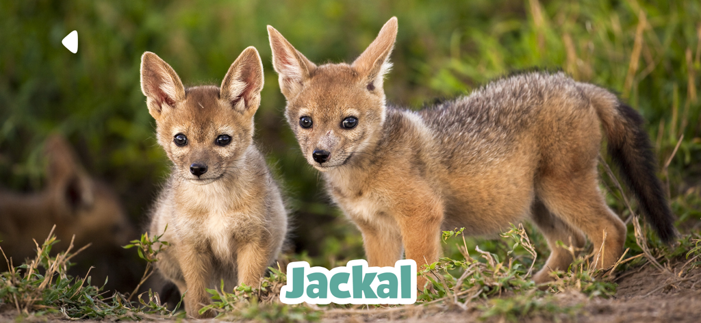 Kidify: Animal Sounds for Kids - Education App | MWM