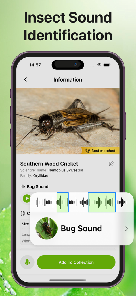 Insect Sound Identification app screen showing species information and audio waveform for a Southern Wood Cricket