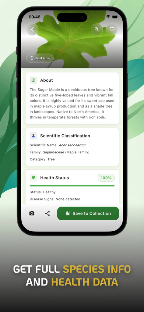 Tree Identifier : Leaf Finder - A mobile app screen showing detailed botanical information and health status for a Sugar Maple tree leaf.