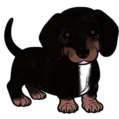 mini  dachshund puppy