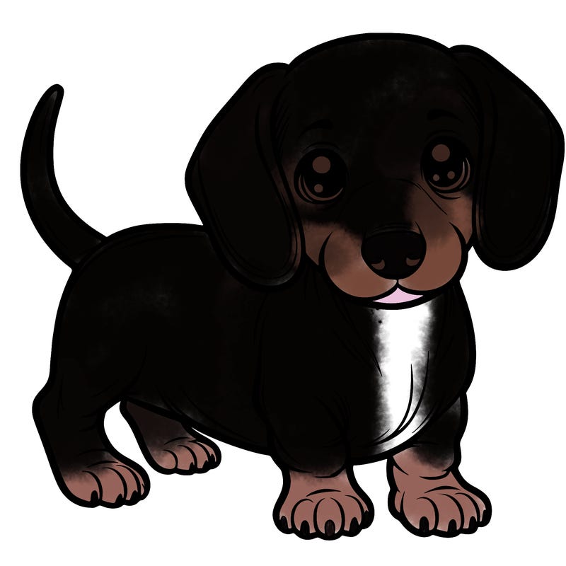 mini  dachshund puppy