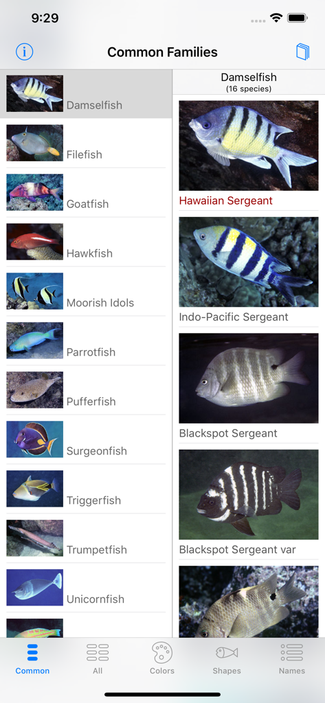 Interfaccia dell'app Snorkel Fish Hawaii che mostra un elenco di famiglie di pesci comuni e specie specifiche di Damselfish