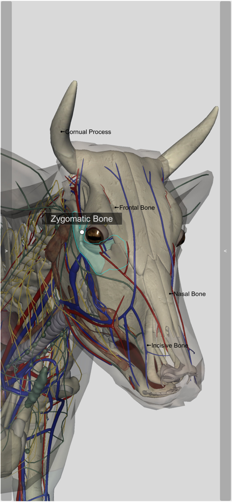 A 3D anatomical model of a cow skull with labels for the zygomatic bone and other facial structures