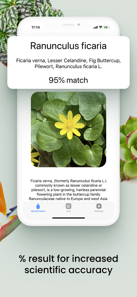 Plant ID Match: Identification - A mobile screen showing a 95 percent match result for Ranunculus ficaria identification