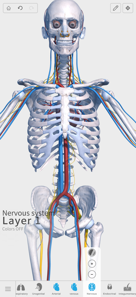 3D anatomical model of the human skeletal and nervous systems in a medical study app