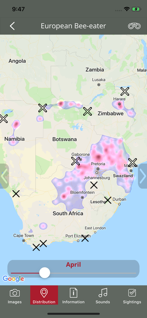 Mapa de distribución del Abejaruco europeo en África Austral durante abril en la aplicación BirdPro