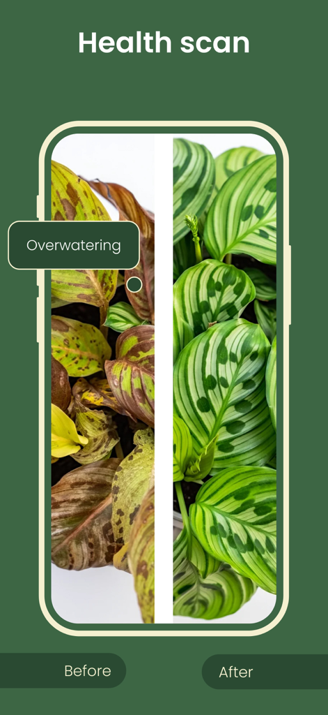 Plant ID ~ Identify Plants - App screenshot showing a before and after comparison of a plant identified with overwatering issues