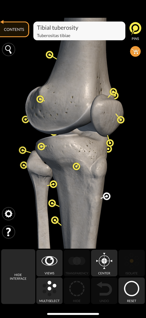 Detailed 3D model of the human knee joint with interactive anatomical pins and Latin labels