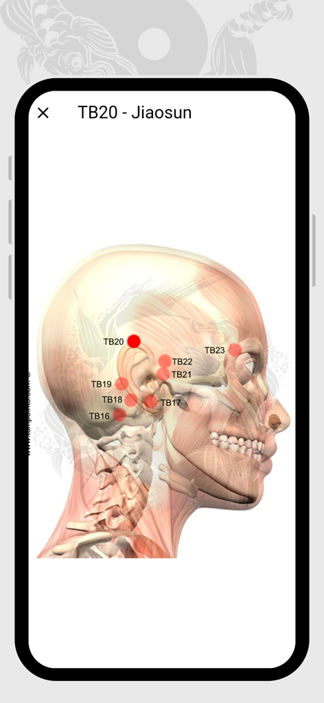 Acupuncture Assistant - Anatomical head diagram showing the localization of acupuncture point TB20 Jiaosun and surrounding points