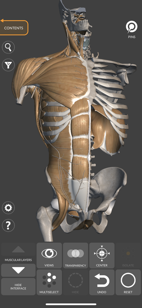 3D model of a human torso showing muscle layers and skeleton for artistic reference