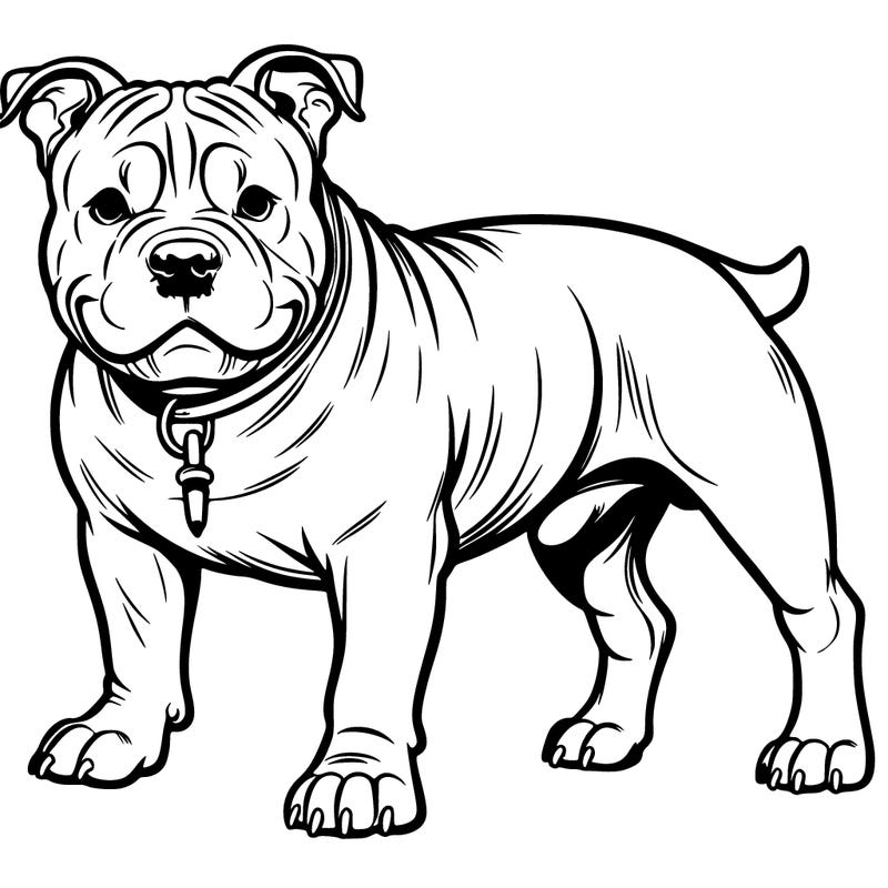 american bully dog