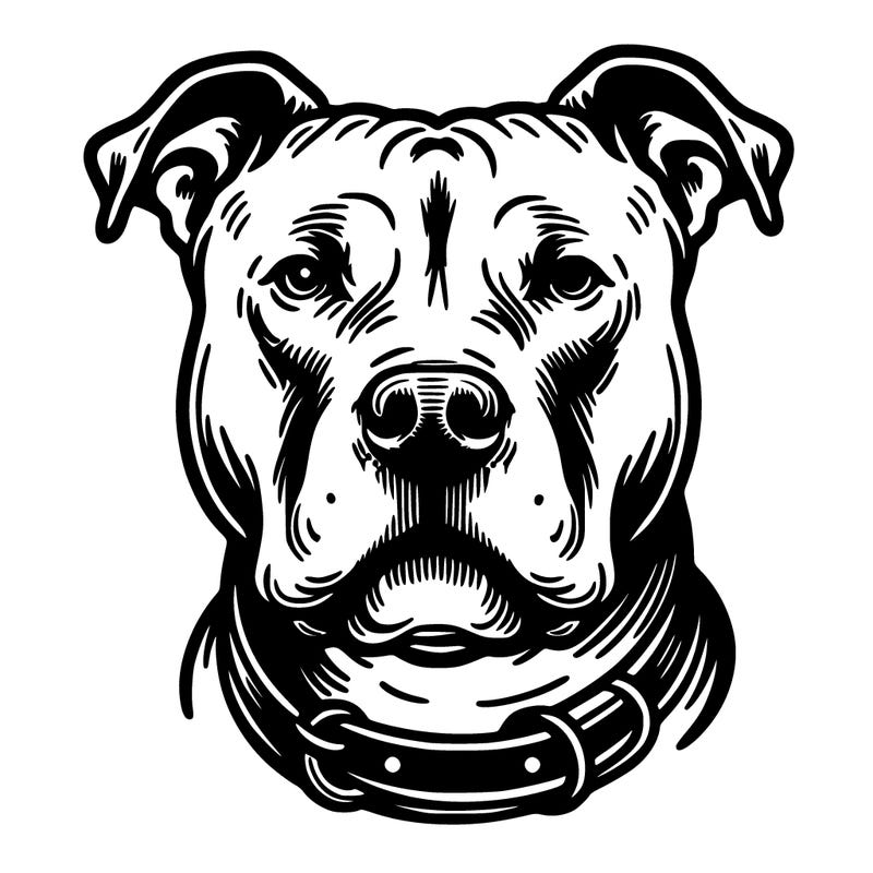 pitbull dog drawing
