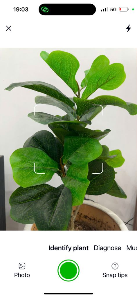 Plant Identifier with AI - Vista de cámara de la aplicación Plant Identifier con IA en uso para identificar una planta de interior verde