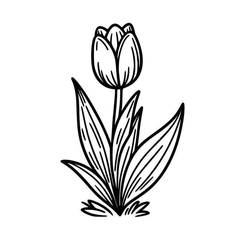tulip