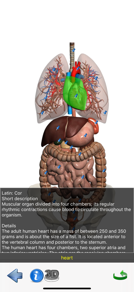 Visual Anatomy Lite - A 3D model of human internal organs with the heart highlighted and anatomical details in the Visual Anatomy Lite app
