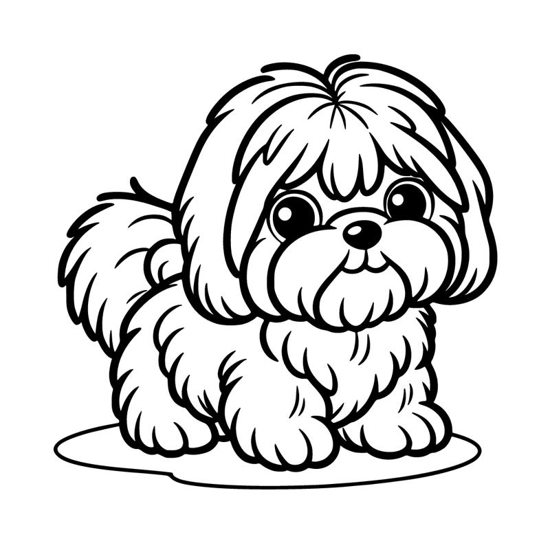 shih tzu