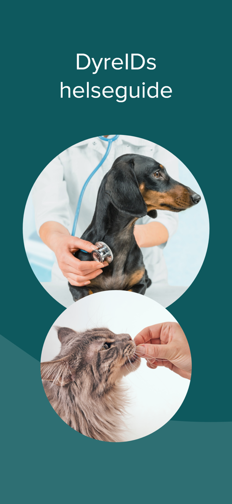 DyreID - Tela do guia de saúde de pets DyreID mostrando um veterinário examinando um cão e um gato sendo alimentado