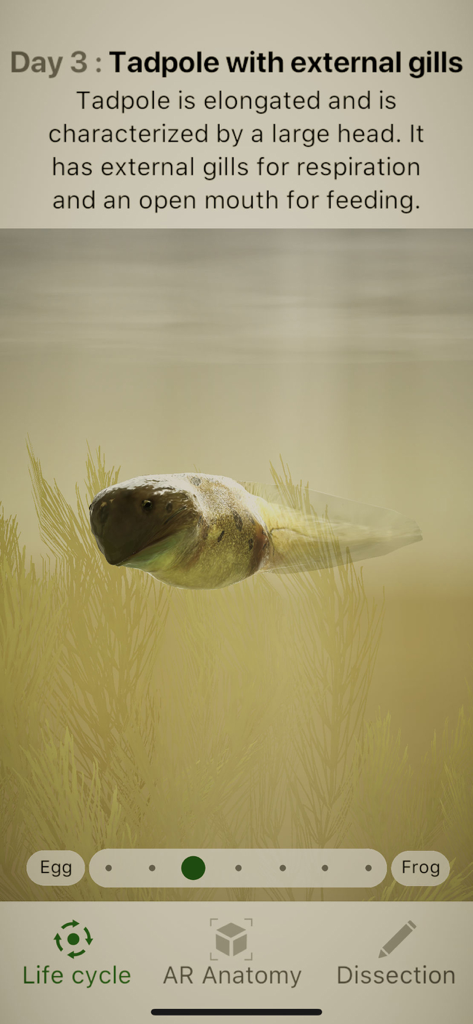 Educational screen from Froggipedia showing the Day 3 tadpole stage with external gills.