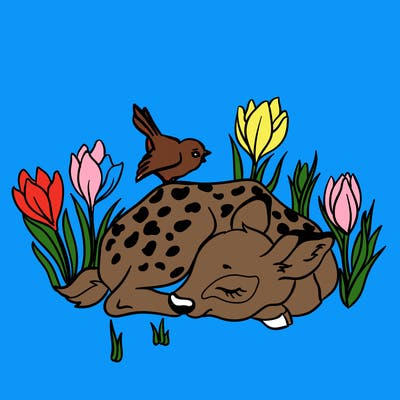 animals_61