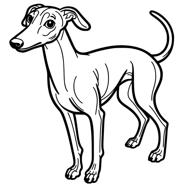 greyhound dog
