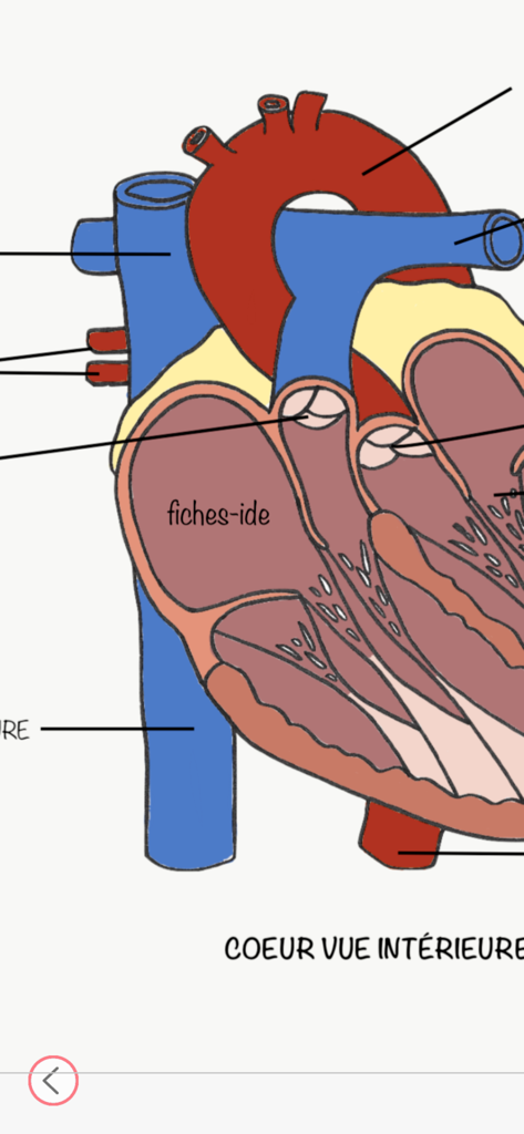 Fiches IDE - Anatomical cross-section diagram of the human heart from the Fiches IDE nursing education app