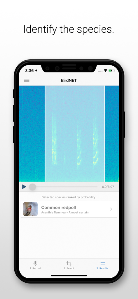 Una pantalla de smartphone mostrando la aplicación BirdNET identificando un Jilguero europeo a partir de un espectrograma de grabación de sonido