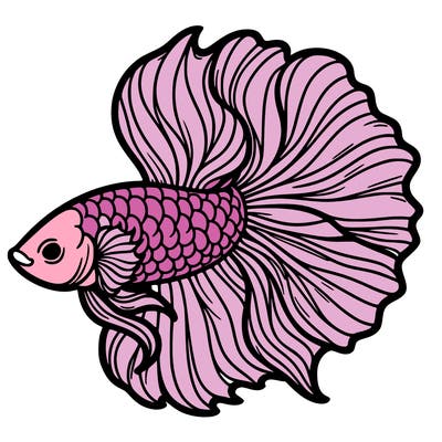 betta fish