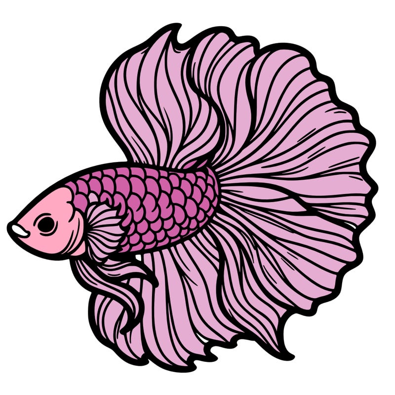 betta fish
