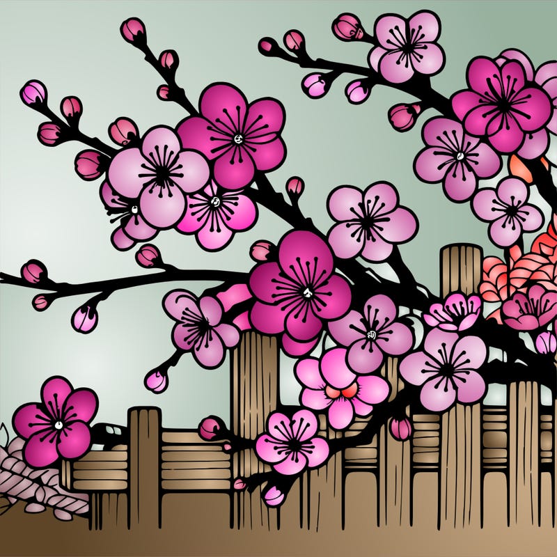 japan cherry blossom